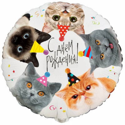 Шар Котики